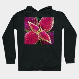 Coleus Leaves Hoodie